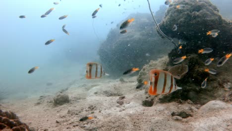Ein-Kupferband-Falterfisch,-Der-Unter-Einer-Koralle-Nach-Nahrung-Sucht-Und-Langsam-Mit-Seinem-Partner-Davonschwimmt