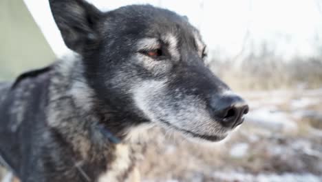 Close-up-of-an-alaskan-husky-sledge-dog-looking-into-the-camera-in-slowmotion