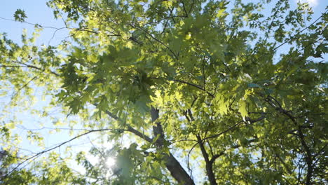Bright-sun-shining-through-a-vibrant-green-tree