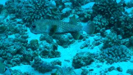 Spotted-Porcupinefish-deep-off-Hawaii