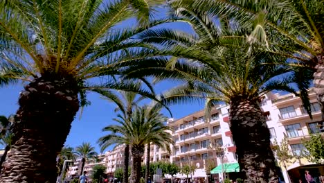 Timelapse-of-palm-trees-in-a-busy-city-in-Spain