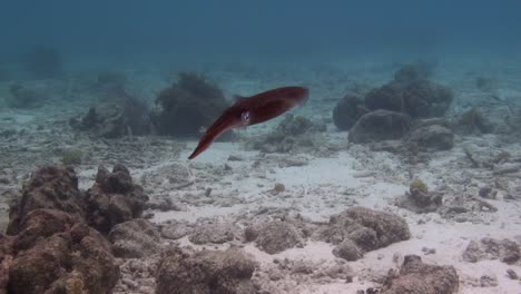 Calamar-De-Arrecife-Nadando-Con-Gracia
