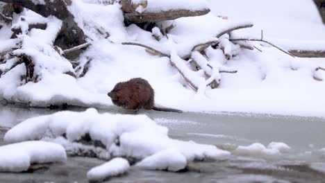 Ein-Otter-Putzt-Sich-Und-Wäscht-Sich-Im-Winter-Auf-Einem-Zugefrorenen-Fluss