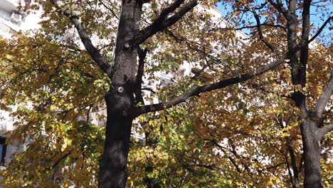 Ein-Sonniger-Tag-Im-Park,-Wo-Die-Blätter-Gelb-Und-Braun-Sind-Und-Die-Sonne-Durch-Die-Bäume-In-Der-Kamera-Reflektiert-Wird