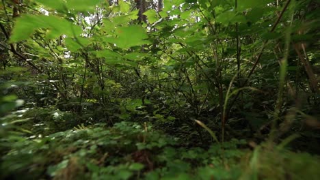 Zoom-out-low-to-the-ground-in-a-moss-covered-rain-forest,-small-trees-and-ferns,-slow-motion
