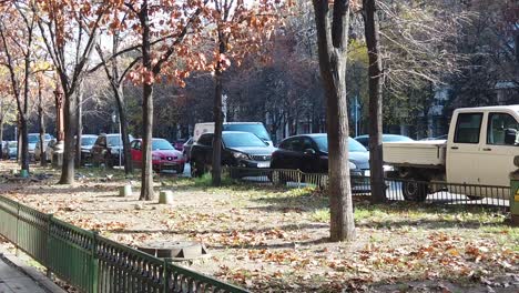 Bucharest,-Romania-November:-Slow-motion-in-the-city-park,-autumn-season-and-pigeons