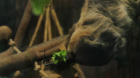 Medium-close-of-a-Sloth-eating-lettuce,-brazil
