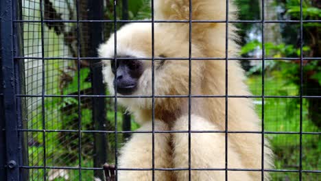 white-fur-monkey-with-black-face,-vervet