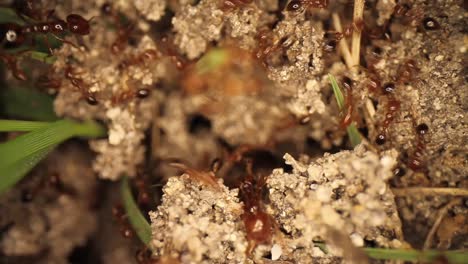 Top-down-static-shot-of-a-freshly-disturbed-fire-ant-mound