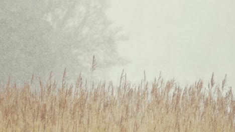 Beautiful-fluffy-snowfall-around-reeds-SLOW-MOTION
