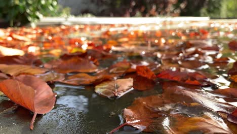Focus-Fallin-leaves-lie-in-the-puddle-of-water,during-sunshine-in-autumn-season,blurred-background