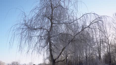 Slow-sliding-shot-of-a-weeping-willow-tree-on-a-clear,-winter-morning