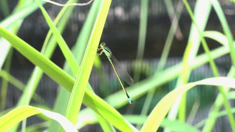 Mittlere-Aufnahme-Einer-Grünen-Libelle-Auf-Einer-Grünen-Blattpflanze
