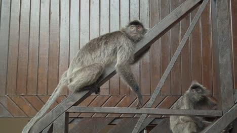 Macaques-sitting-on-the-staircase-of-a-national-park-in-the-rainforest-of-Borneo