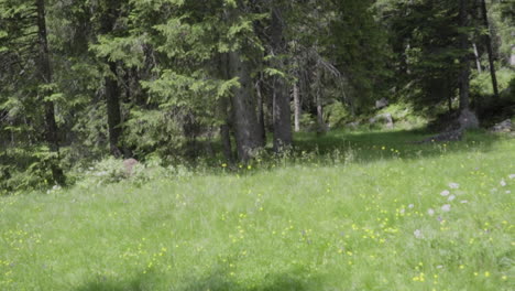 Meadow-in-the-woods-in-the-Italian-Alps-slow-motion-camera-pan