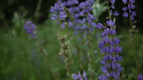 Beautiful-purple-flowers-in-the-meadow