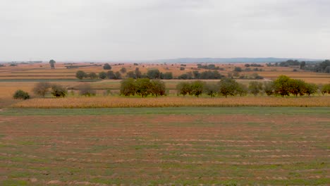 Panoramic-footage-of-agriculture-corn-fields-on-a-sunny-day