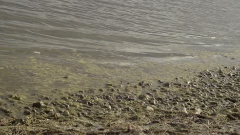 Lake-water-waves-and-ripples-on-a-algae-covered-shore-line