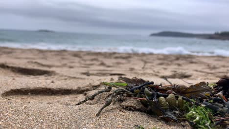 4K-Seaweed-on-Sand-Beach-in-Acadia-National-Park-near-Bar-Harbor-Maine