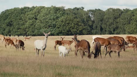 Herd-of-deer-grassing-on-meadow,-white-deer-looking-at-camera
