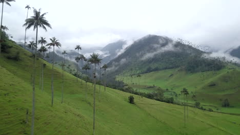 Dolly-drone-shot-of-Cocora-Valley-in-Colombia