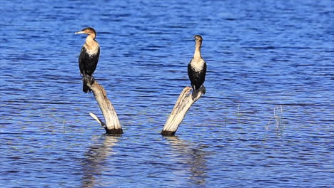 Close-up-Adult-White-breasted-Cormorants-perched-on-rondevlei-Sedgefield