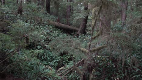 First-person-point-of-view-through-eerie-overgrown-forest,-pan-shot