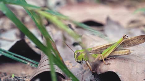 Close-Shot-of-a-Grasshopper-Scared-Off-by-an-Ant