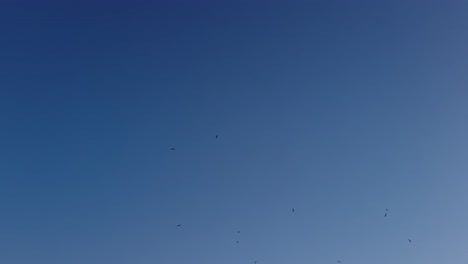 Pájaros-Volando-En-El-Cielo-Azul-En-4k