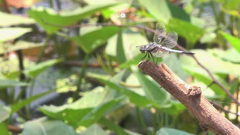 Medium-shot-of-Dragonfly-Resting-on-Tree-Branch