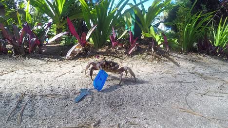Eine-Kleine-Krabbe,-Die-Einen-Zimmerschlüssel-Hält,-Mit-Tropischen-Pflanzen,-Die-Sich-Im-Wind-Bewegen