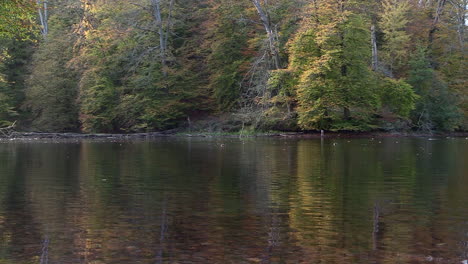 Bäume-Auf-Einem-Hügel-Im-Hintergrund-Mit-Herbstfarben-Spiegeln-Sich-In-Einem-Flachen-Teich