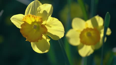 Daffodils-in-the-sunshine