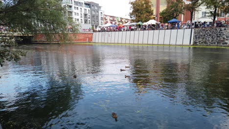 Motlawa-river-in-Gdansk,-mallard-ducks-swimming-across-the-water-canal