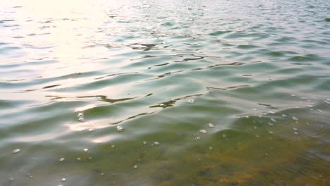 Calm-moving-clear-sea-water-with-green-seaweed-underwater-and-reflection-from-the-sunset-on-surface,-Bahrain