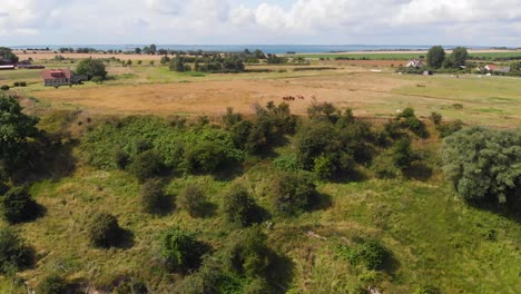 Aerial-of-horses-running-on-a-field-on-the-island-of-Ven-in-southern-Sweden-during-a-warm-summer-day-outside-the-village-and-harbor-of-Bäckviken