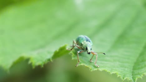 Macro-shot-of-a-beautiful-green-dotted-beetle-with-black-eyes-sitting-on-a-green-leaf-in-slow-motion
