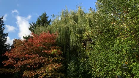 Hochklappbare-Aufnahme-Von-Bunten-Bäumen-Mit-Blauem-Himmel-Im-Herbst,-Bei-Sonnenschein