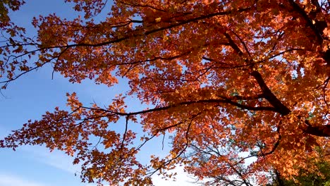 Orangefarbene-Herbstblätter-Wehen-Am-Windigen,-Bewölkten,-Blauen-Himmel-4k