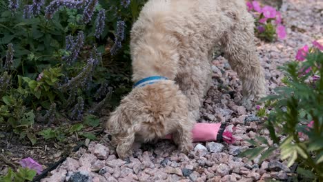 Blonde-Puppy-Dog-Paws-at-his-Chew-Toy-on-Flower-Garden-Path,-FIxed-Soft-Focus-Film-Look