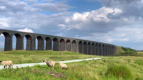 Ovejas-Mirando-Alrededor-Frente-Al-Viaducto-Ribblehead-En-El-Norte-De-Yorkshire-En-Un-Día-De-Verano