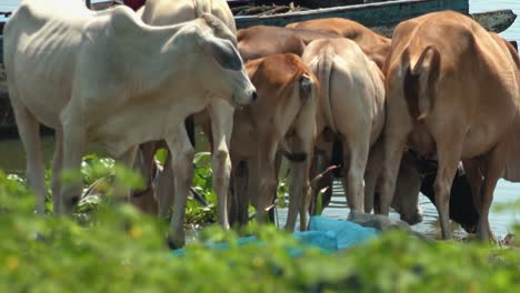 Eine-Herde-Kühe-Am-Wasser