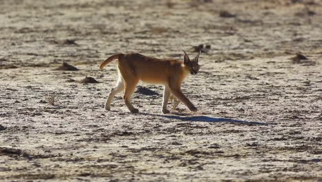 Wild-caracal-walking-across-barren-land-on-sunny-day,-zoom-side-on-tracking-pan