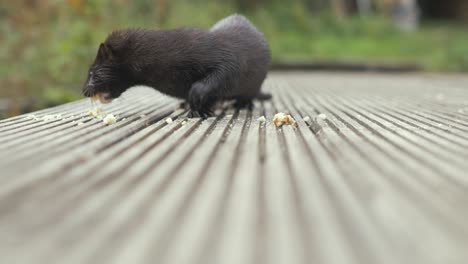 Close-up-Wild-Mink-eating-crumbs-on-jetty-REAL-TIME