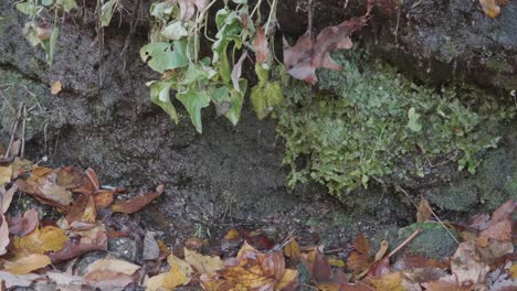 Moss-on-stones-with-dripping-water,-autumn-leaves