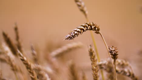 Getreidekörner-Weizen-Ist-Bereit-Für-Die-Ernte