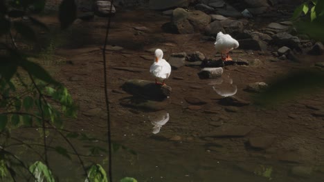 Snow-Geese-sunning-and-cleaning-themselves-at-the-Wissahickon-Creek
