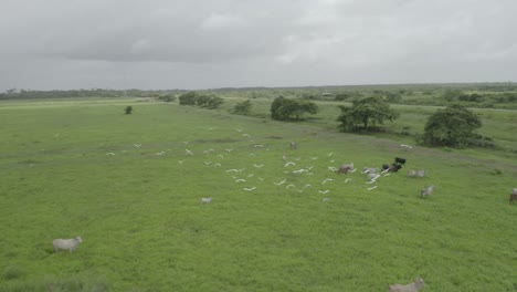 Rebaño-De-Vacas-Y-Búfalos-Pastando-En-El-Vasto-Terreno-Verde-Y-Pájaros-Blancos-Volando-En-Grupos-En-Un-Día-Nublado