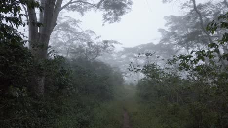 Kleiner-Pfad-Im-Dschungel-Von-Papua