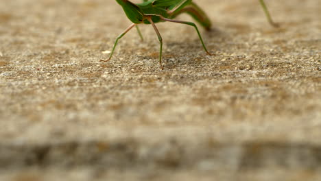 CLOSE-UP-Giant-Green-Slantface-Grasshopper-On-A-Footpath,-TILT-UP